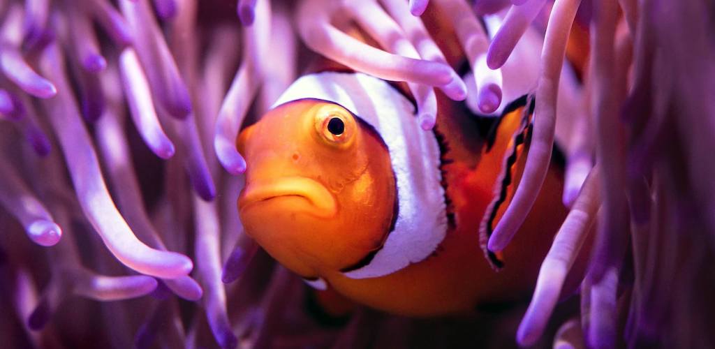 A fish in its ecosystem
