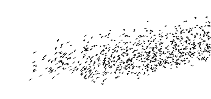 A flock of birds in flight