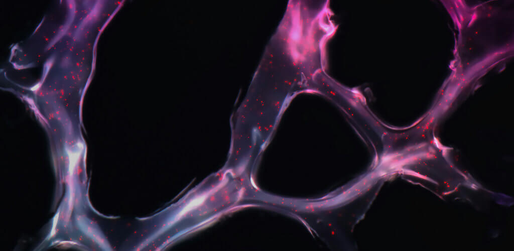 Photo titled &ldquo;MicroRNA Delivery&rdquo; by National Cancer Institute on Unsplash.\n