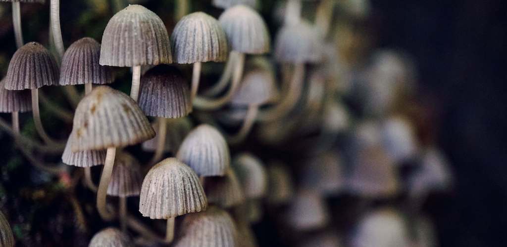 Fungus